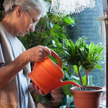 Zimmerpflanze Indoor Gardening Foto iStock aerogondo